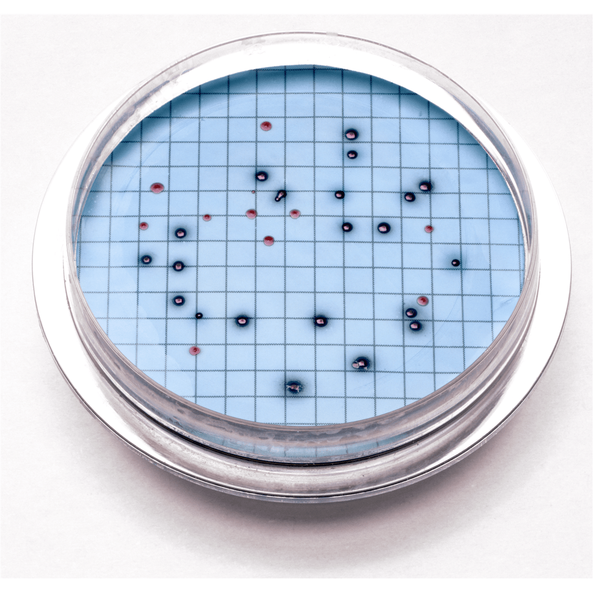 Hach m-ColiBlue24® Prepared Agar Plates, 15/pk, 2805215
