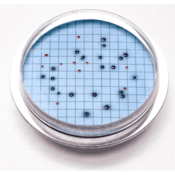 Hach m-ColiBlue24® Prepared Agar Plates, 15/pk, 2805215